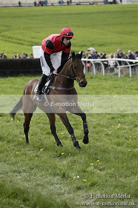PtP 170417 413 - Old Berks Point-to-Point Lockinge 17/04/17