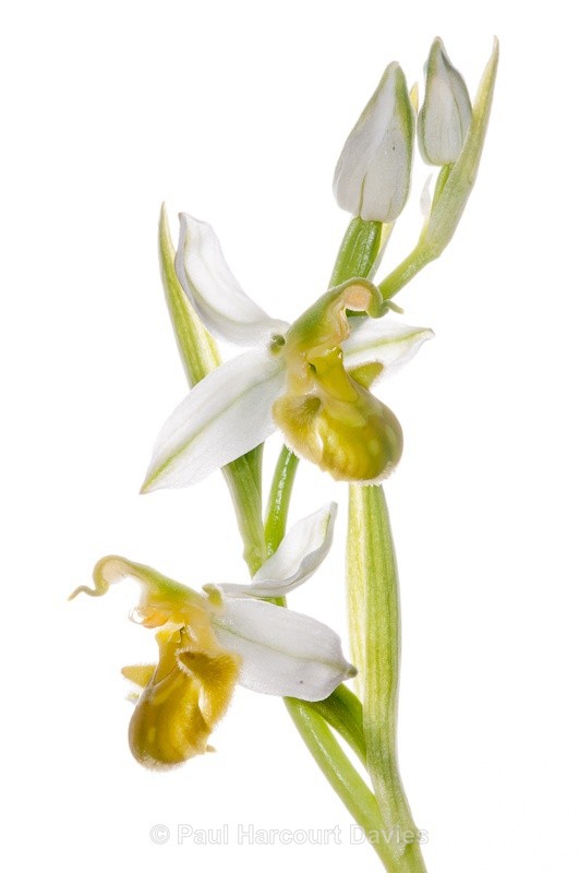  - WB: Orchids - Ophrys