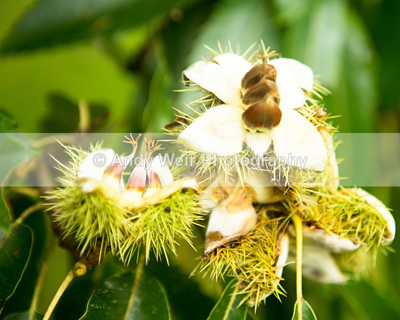 20131002-3K8A6732 - Trees & Shrubs