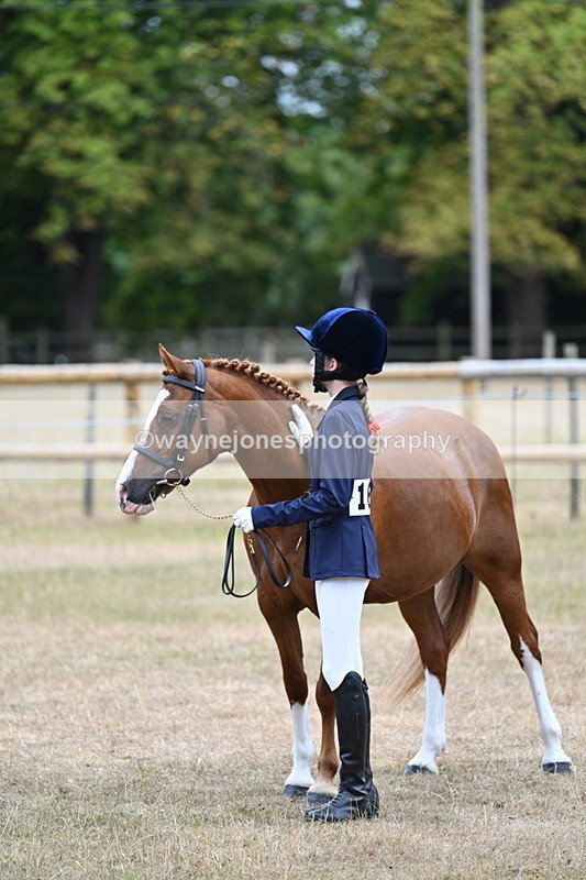 WJ7_8118 - Class 4 Prettiest Mare up to 14.2hh