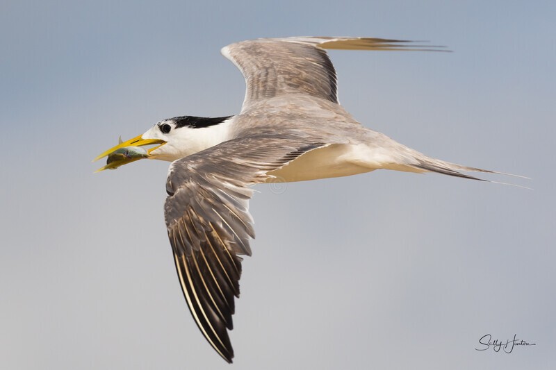 Flying 8 - Crested Terns