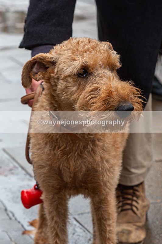 NGP_7057 - Animals In War Memorial - 10-11-23