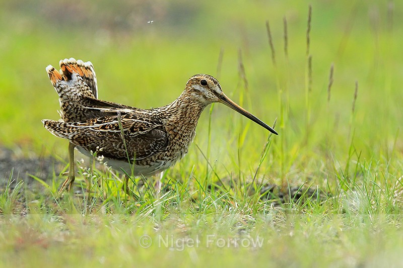 Snipe walking in grass, Iceland - Snipe