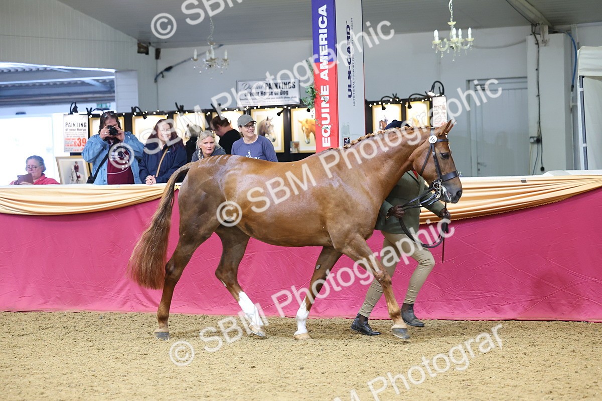 SBM_22669 - Class 903 - Supreme Final - IH Pre Vet