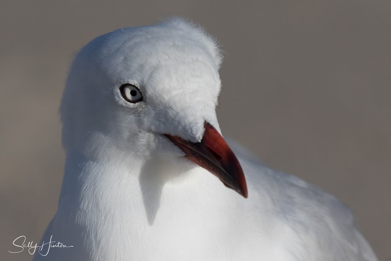 Gull Youngster