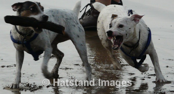 I want that stick... - nature