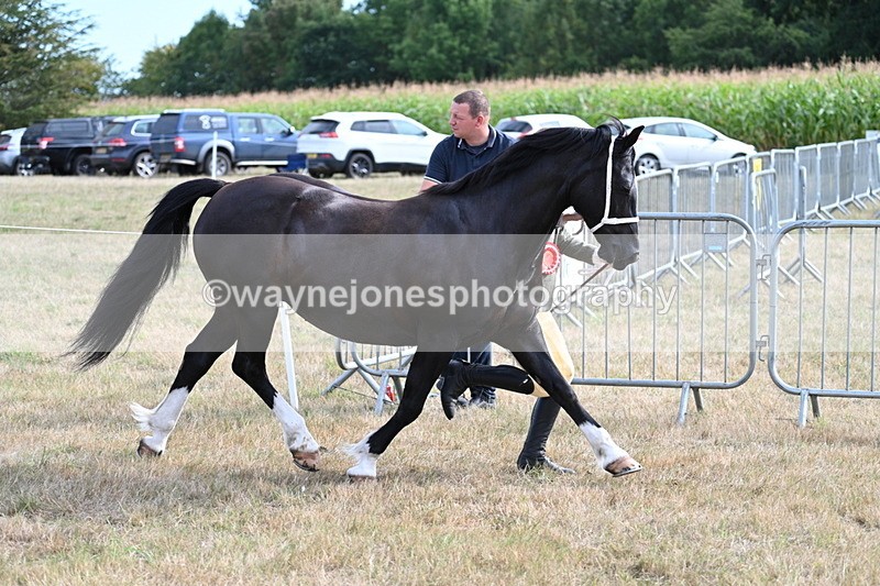 WJ7_8224 - In-hand Championship