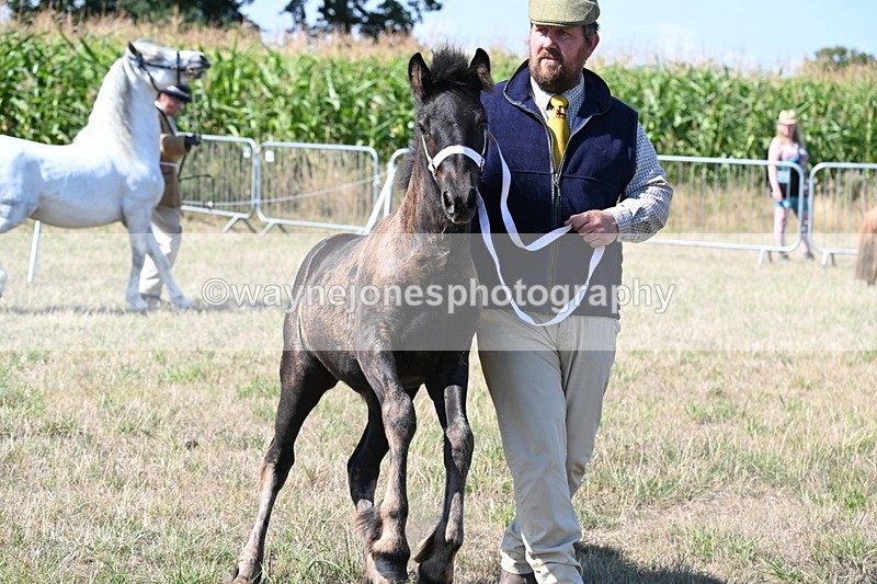 WJ6_4675 - Class 17 Mountain & Moorland