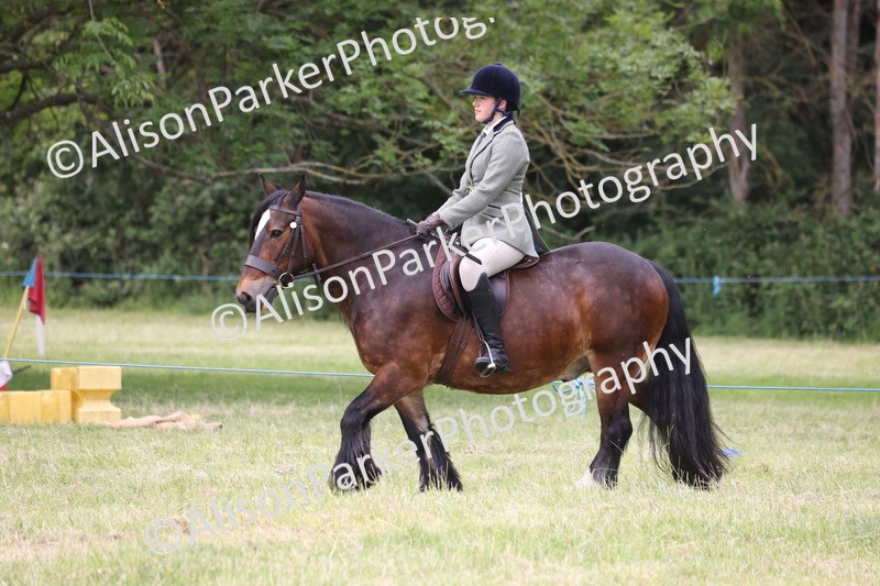 20260614-3152 - Class 22 - Open Working Hunter