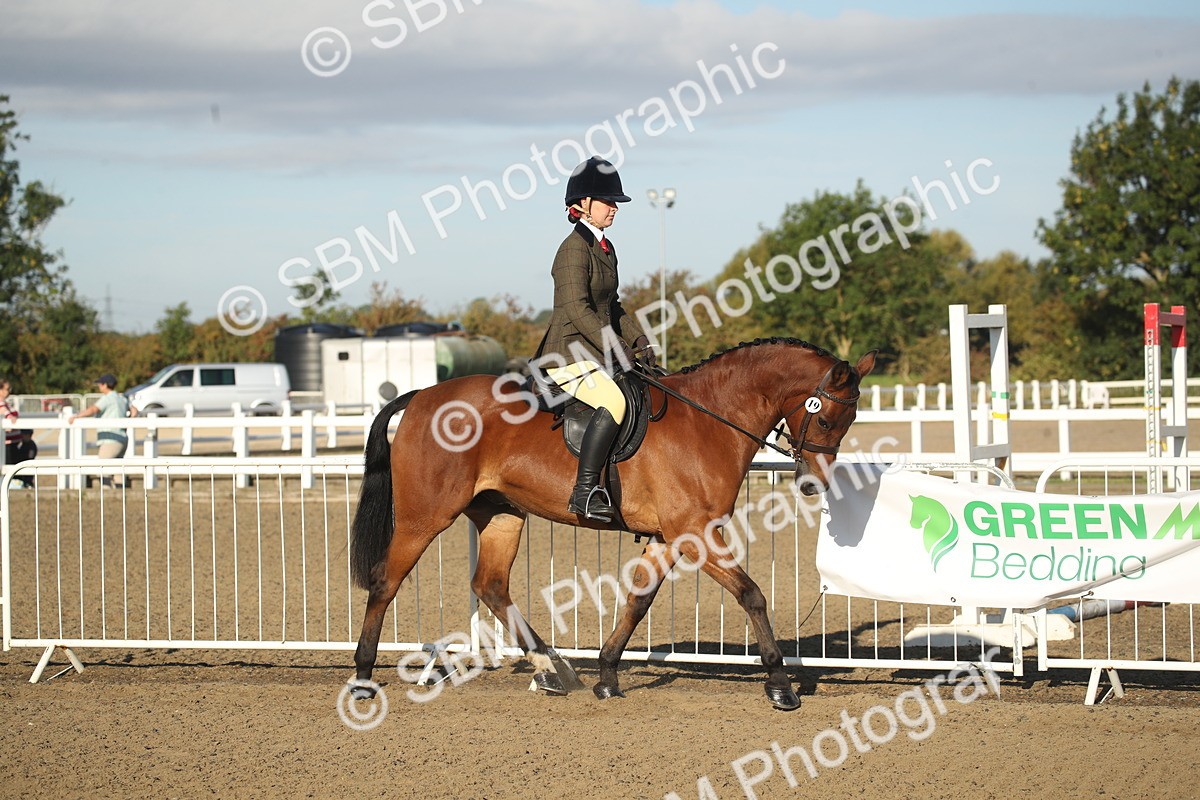 SBM_11500 - Class 502 - Riding Club Horse