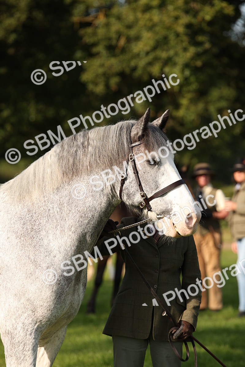 SBM_59374 - S52 - Other Coloured Horse In Hand