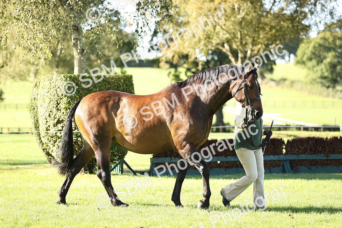 SBM_15761 - S1 - TSR in Hand Horse & Pony Showing
