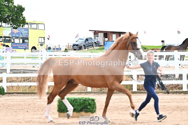 240718A-105327-02037 - Trot Up 2pm to 3pm - This folder is not in time order