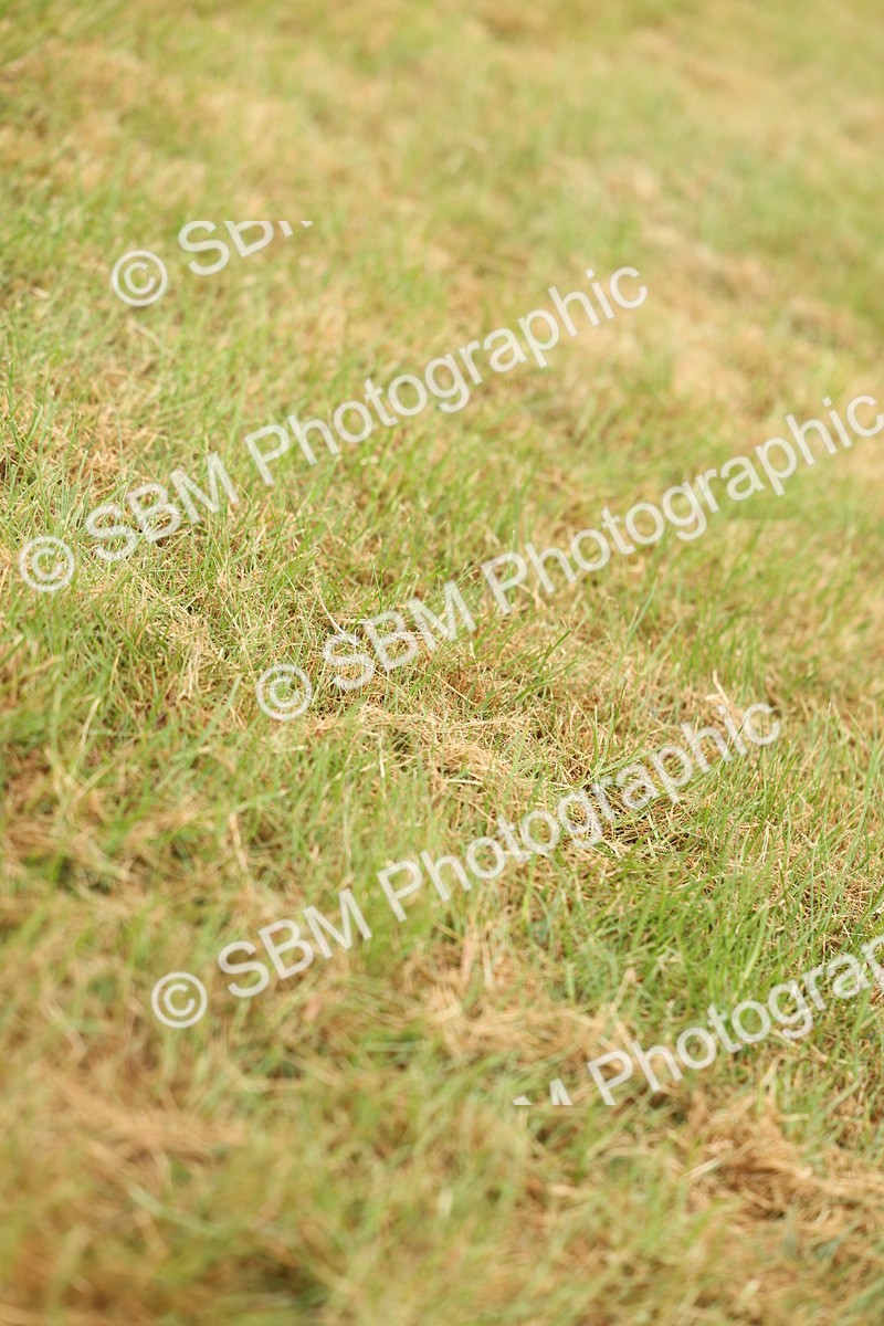 SBM_02246 - Class 50-57 - M&M Welsh Pony In Hand