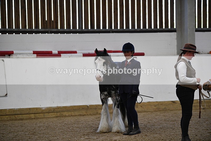 WJ5_5079 - Class 7 In hand coloured / odd coloured