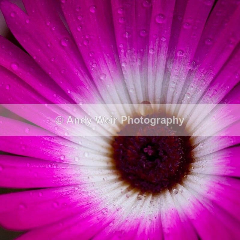 20110626-IMG_6092 - Plants & Flowers