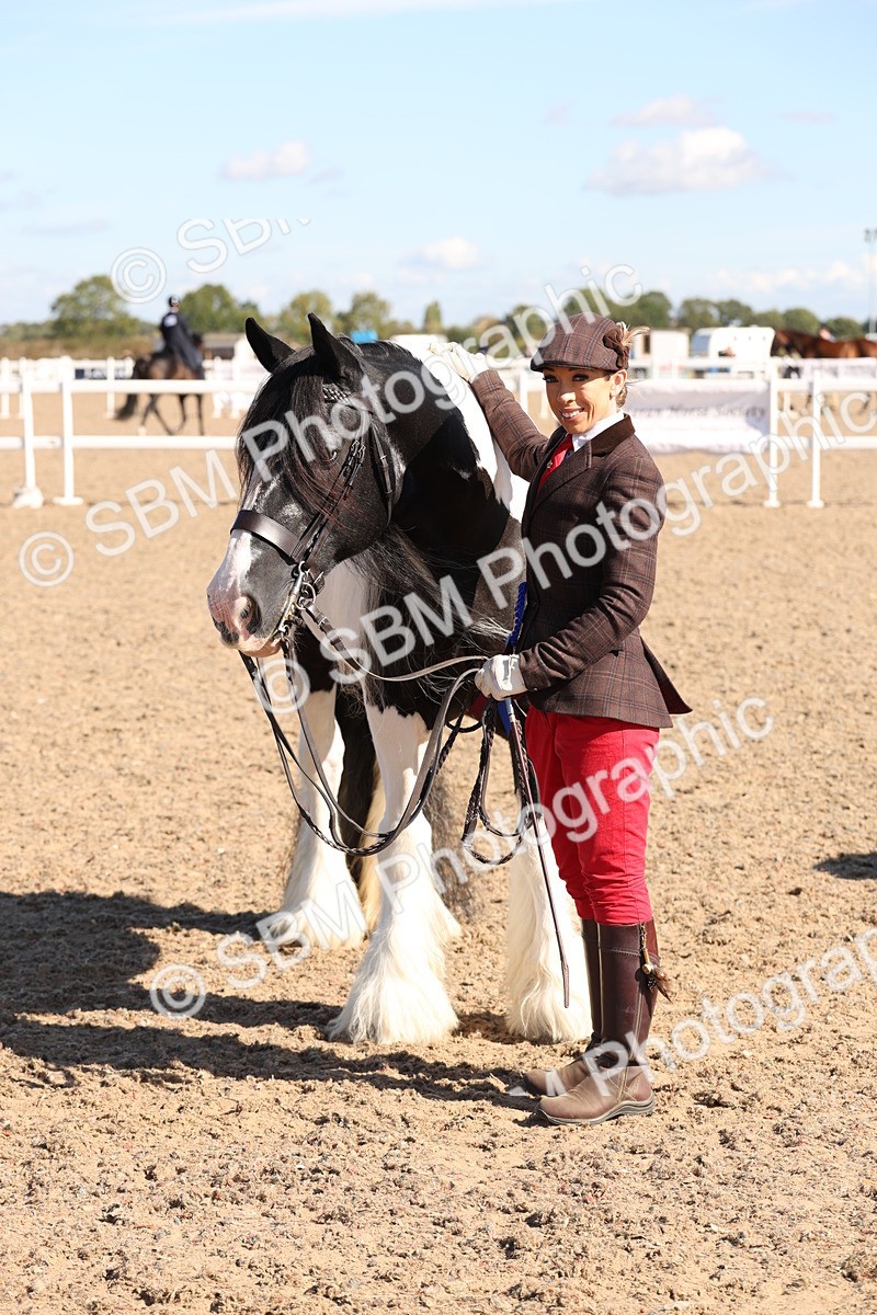 SBM_12964 - Class 206 - IH Non Show Type Pony