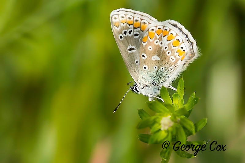 Eschers Blue - Vercors Butterflies