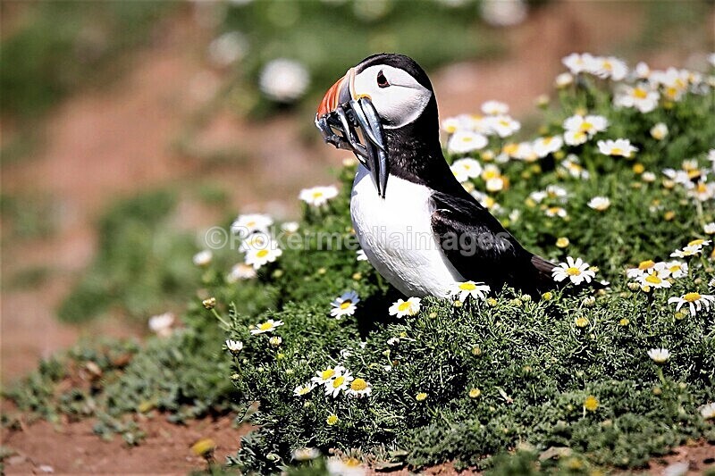 _56A7045 - Skomer 2019