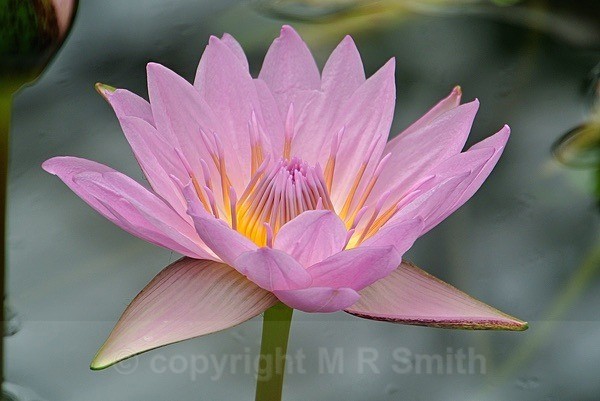 “ Pink Water Lily” - MACRO & CLOSE UPS