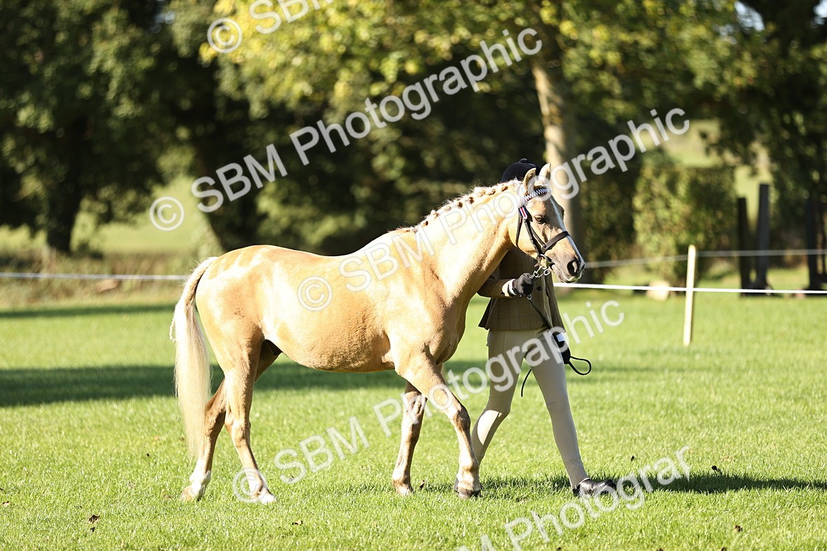SBM_15839 - S1 - TSR in Hand Horse & Pony Showing