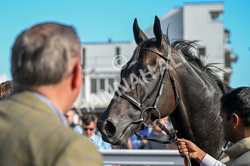 090925-Race 5-Dream Deal-9347 - Race 5