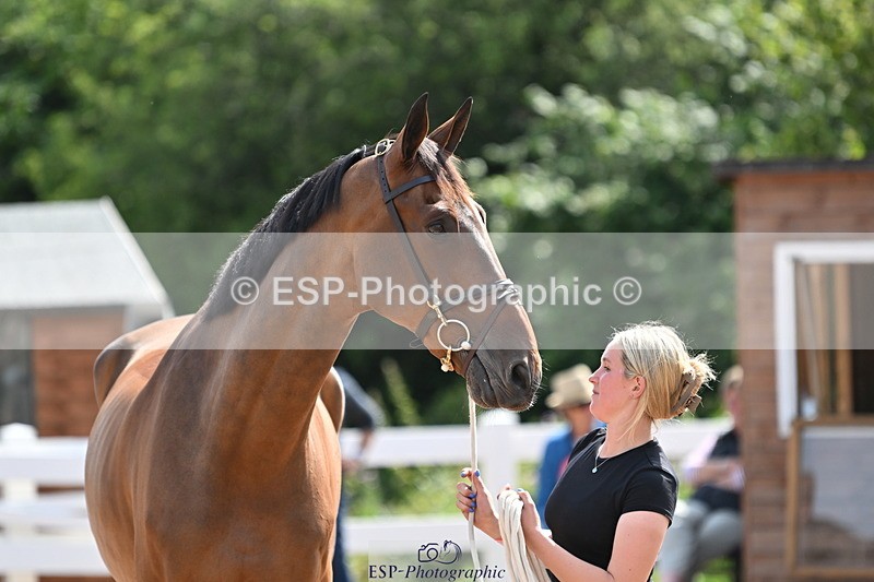 240717A-154414-03020 - Trot Up 3pm to 4pm