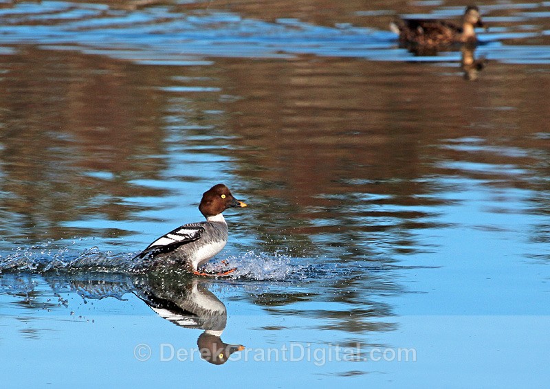 Touchdown! - Birds of Atlantic Canada