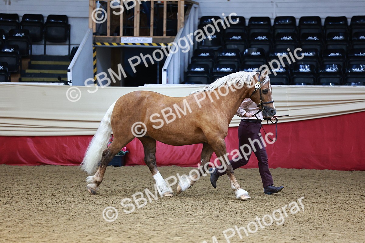 SBM_23273 - Class 903 - Supreme Final - IH Pre Vet