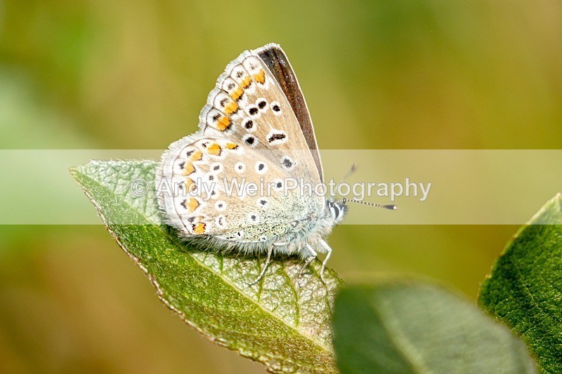 20180524Rixton Moss NR8E0A6402 - Butterflies & Moths