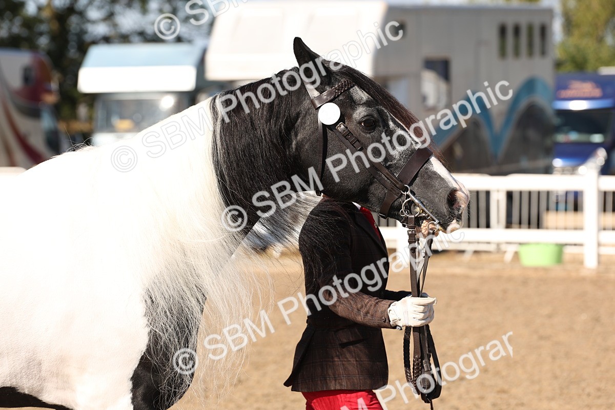 SBM_12877 - Class 206 - IH Non Show Type Pony