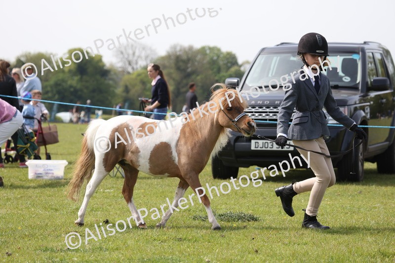 20260426-3172 - Class 26 - Shetland Ponies and Minitures