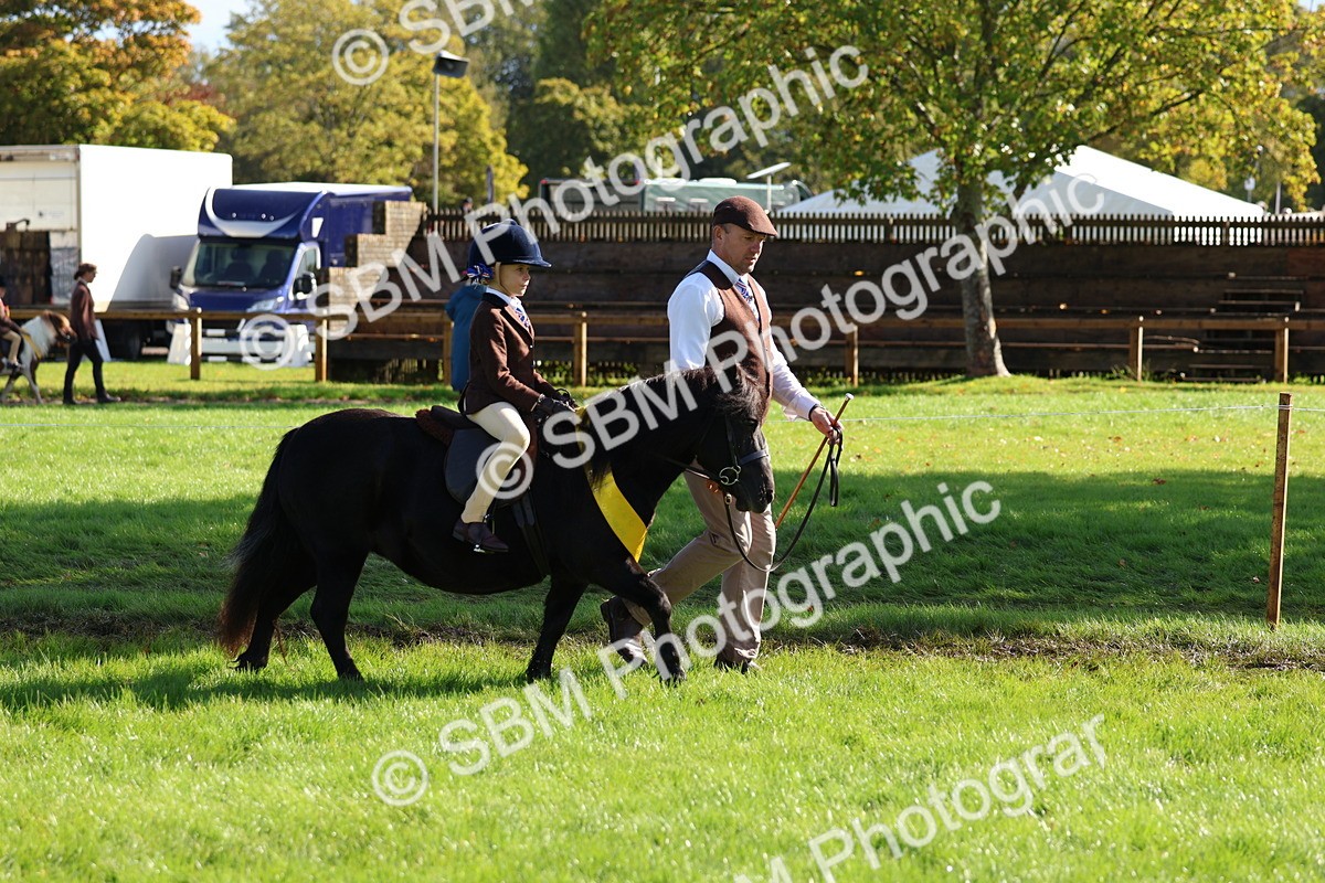 SBM_37411 - Fun Showing Supreme Championship