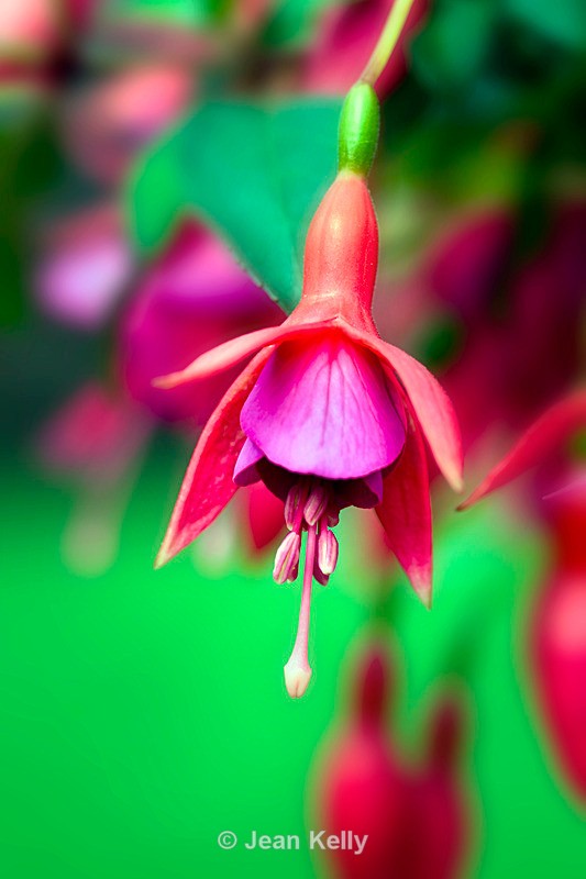 Flower - Fuchsia - DSC_4307_00033 - Pink
