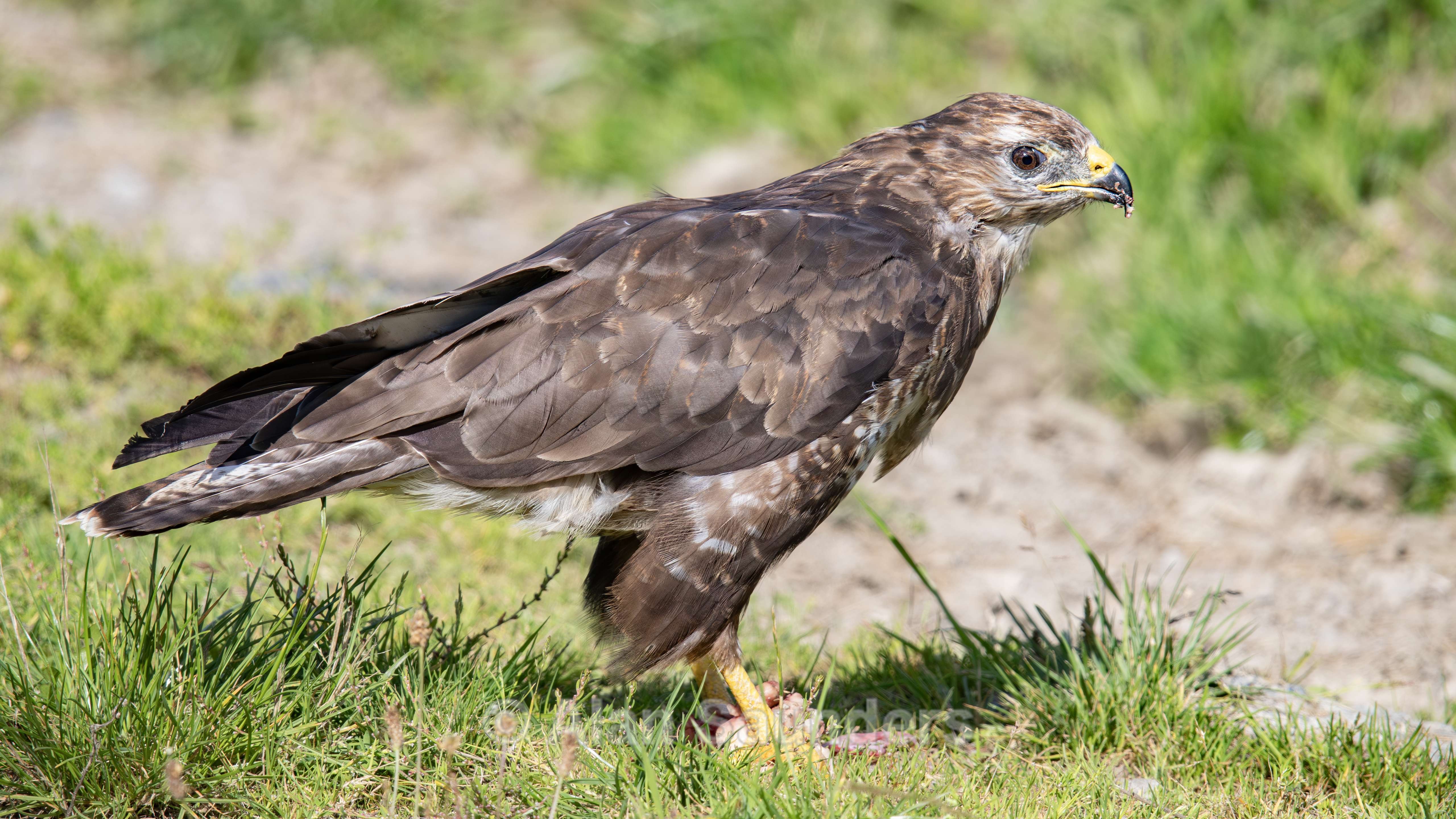 Common Buzzard 4