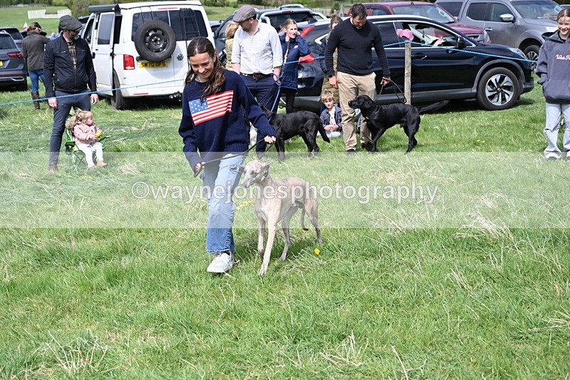 WJ6_9019 - Class 8 Best Working / Gun Dog or Bitch