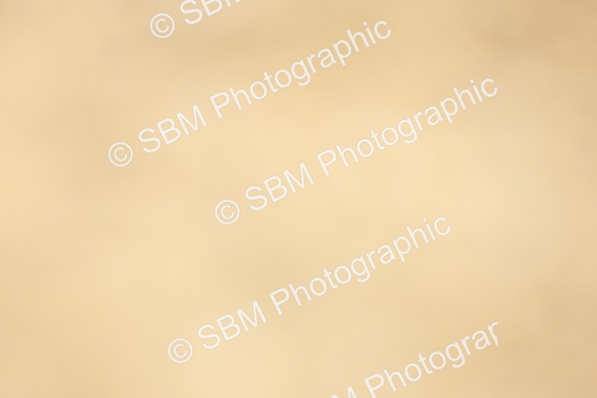 SBM_007783 - Class 77 - 1.10m