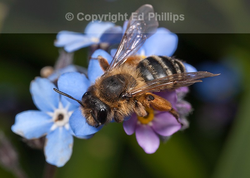 Andrena flavipes (f)