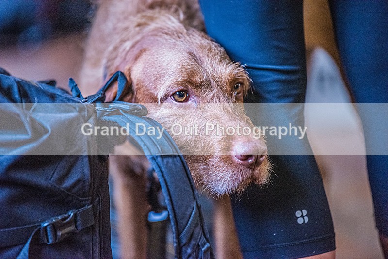 Stybarrow Dodd-43 - Kong Running Stybarrow Dodd Fell Race Saturday 4th November 2023