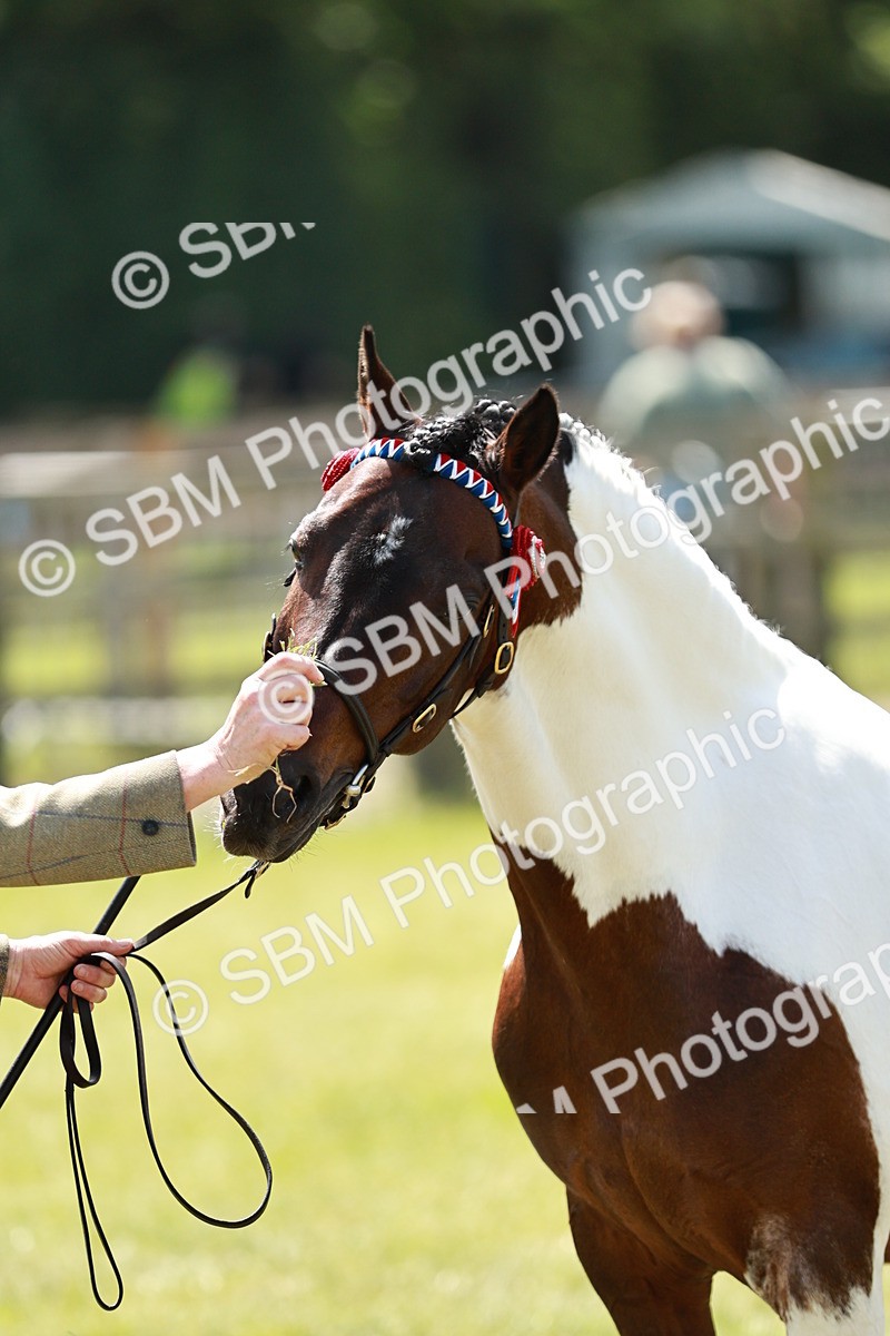 SBM_05509 - Class 41-45 - Riding Pony-Hunter Pony Breeding