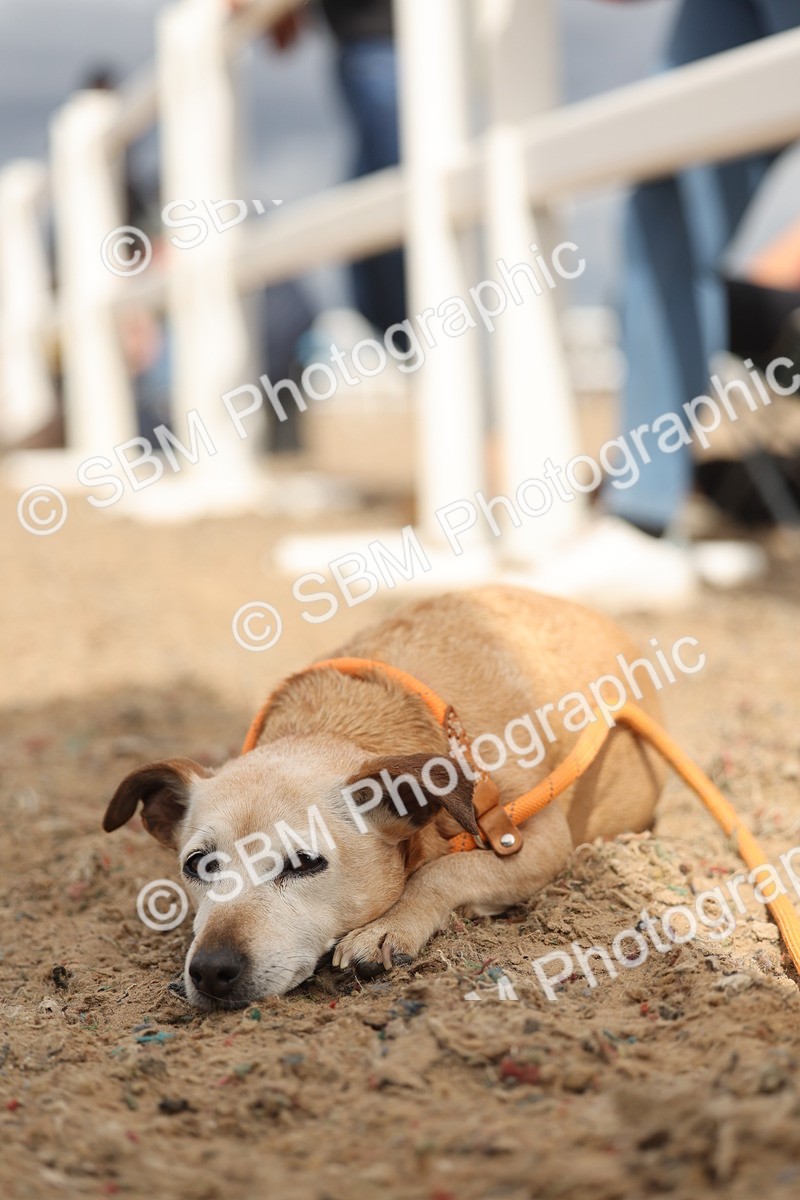SBM_18026 - Class 314 - Family Horse Pony