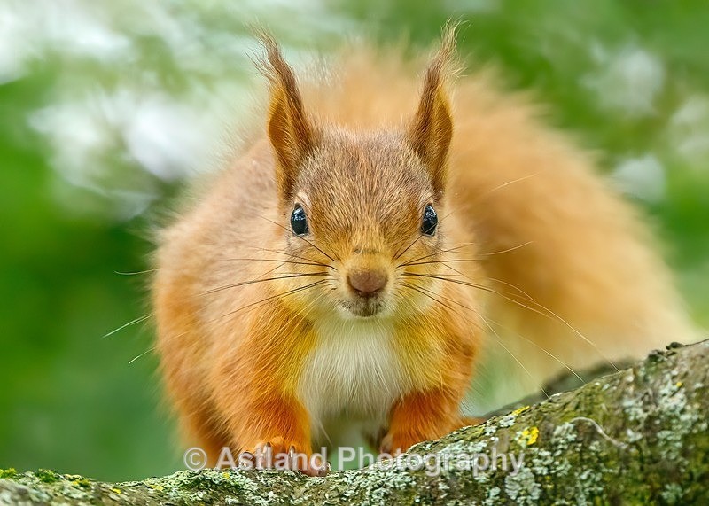 Red Squirrel - Latest Images