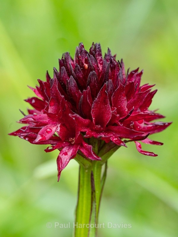 Vanilla orchid (Nigritella nigra ssp rhellicani) - Wild Orchids