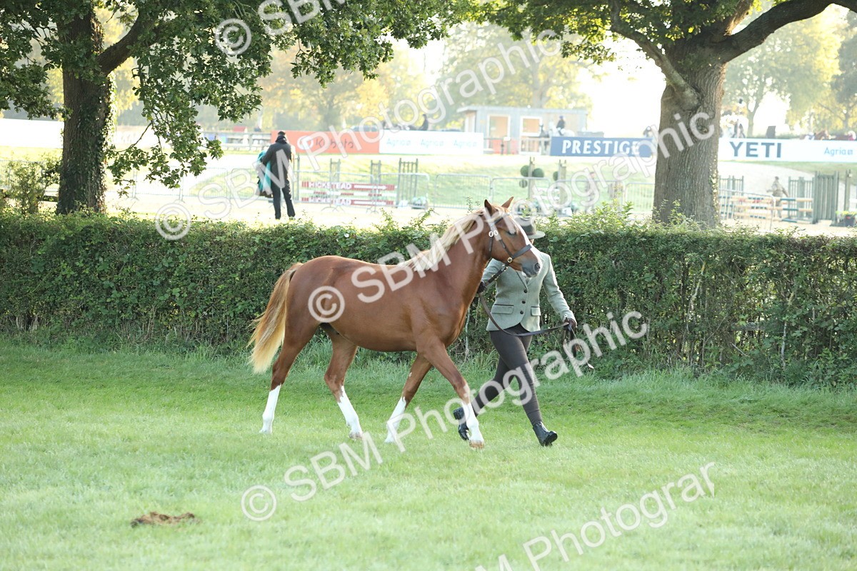 SBM_57806 - S42 - Youngstock