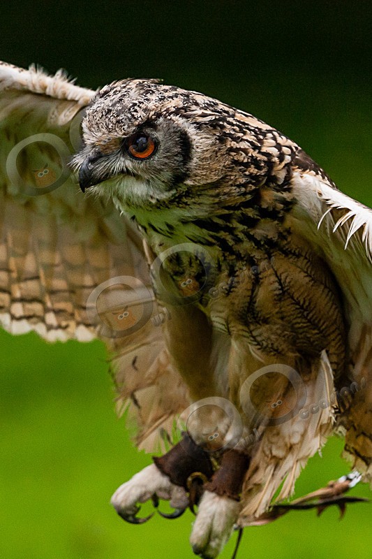 Jasmine the Bengal Owl - Our Birds
