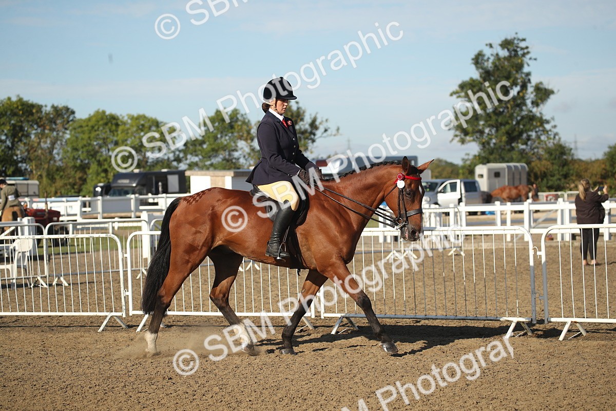 SBM_11267 - Class 501 -Riding Club Pony