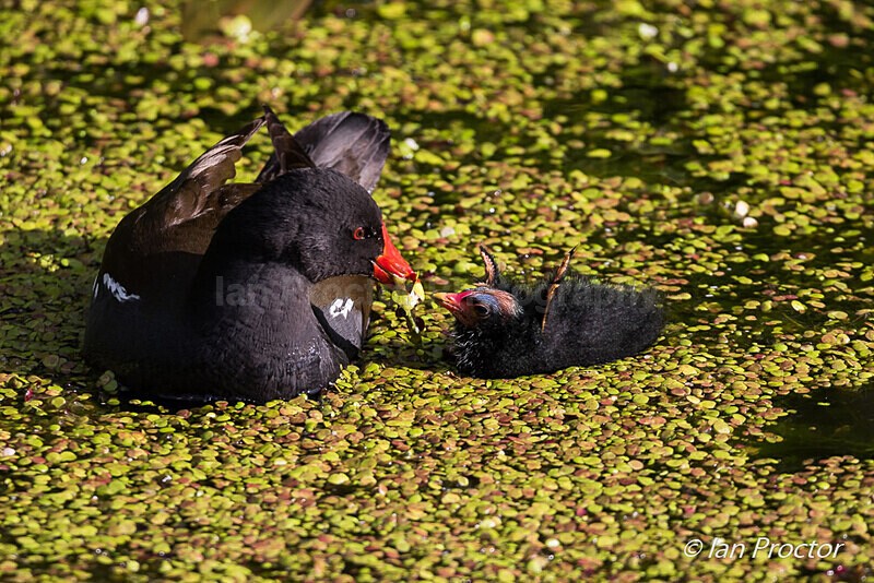 Moorhen (Gallinula chloropus) feeding chick - Nature