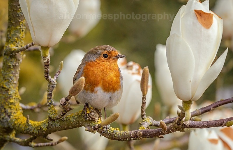  - Birds