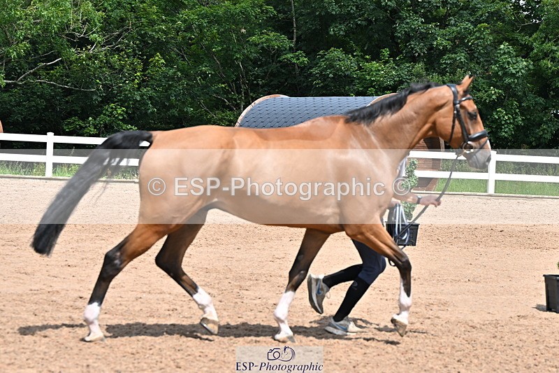 240718A-105305-01539 - Trot Up 1pm to 2pm