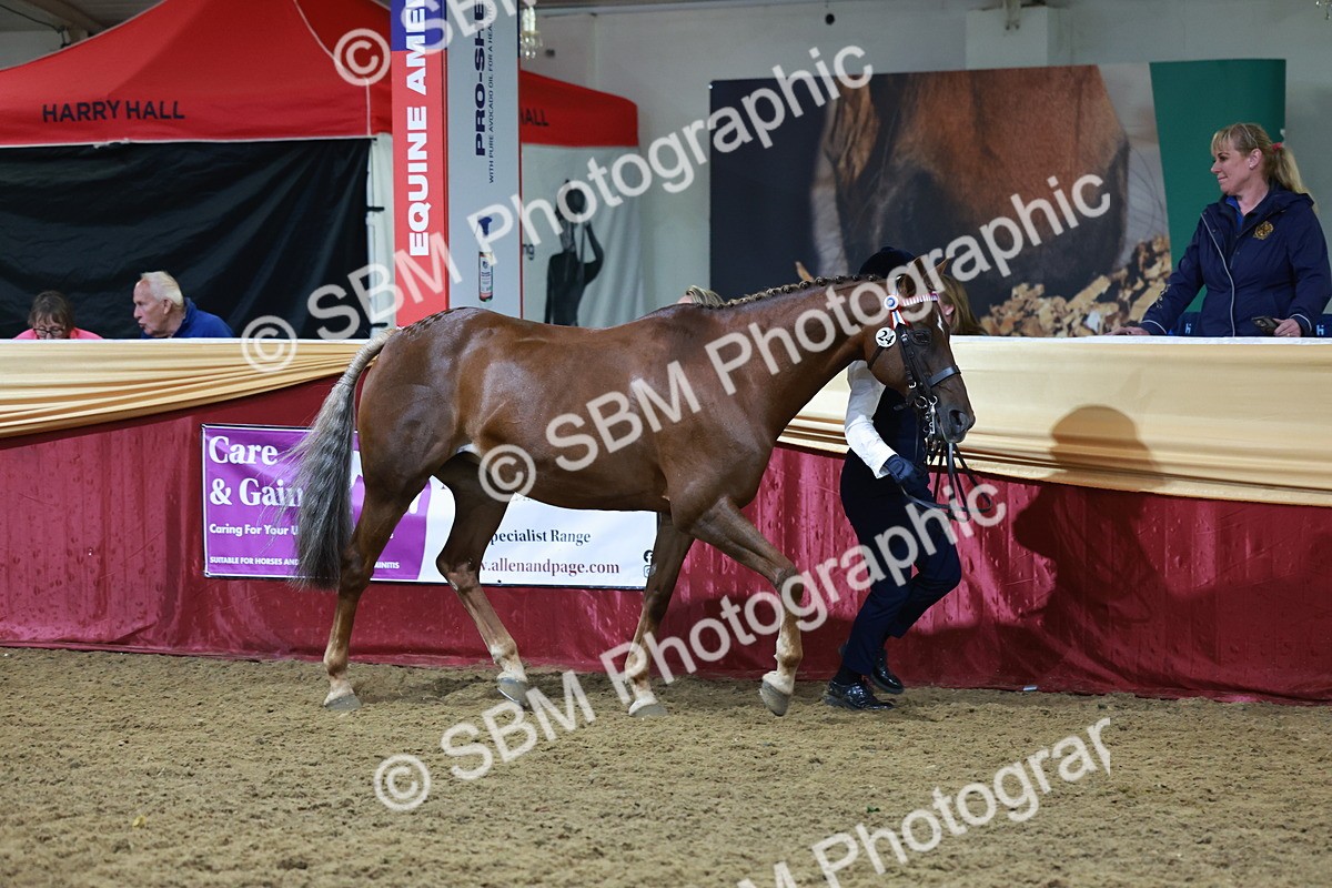 SBM_20408 - Class F - IH Small (148cm & Under)Champ